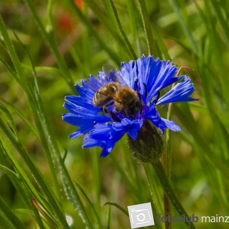 Kornblume mit Biene